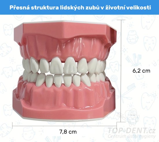 Model lidskeho chrupu s mezizub. prostory, 1 ks