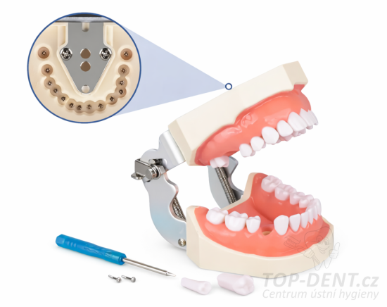 Model lidského chrupu rozložitelný výukový, 1 ks