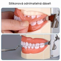 Model ľudského chrupu rozložiteľný výukový, 1 ks