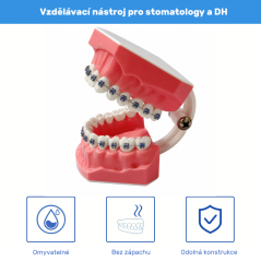 Model ľudského chrupu s medzizubom. priestory a rovnátky, 1 ks