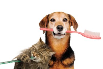 Veterinární péče