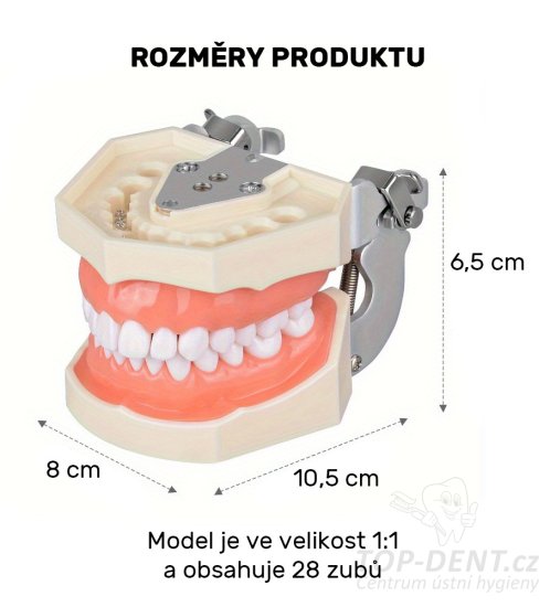 Model lidského chrupu rozložitelný výukový, 1 ks