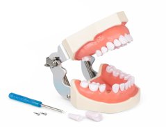 Model lidského chrupu rozložitelný výukový, 1 ks