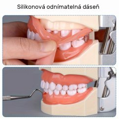Model lidského chrupu rozložitelný výukový, 1 ks