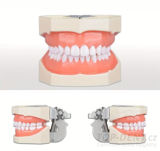 Model lidského chrupu rozložitelný výukový, 1 ks