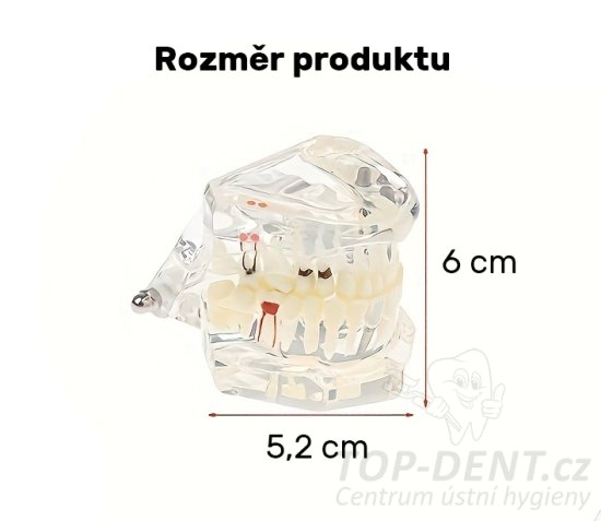 Model lidskeho chrupu anatomický, 1 ks